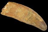 Rooted Cretaceous Fossil Crocodile Tooth - Morocco #134491-1
